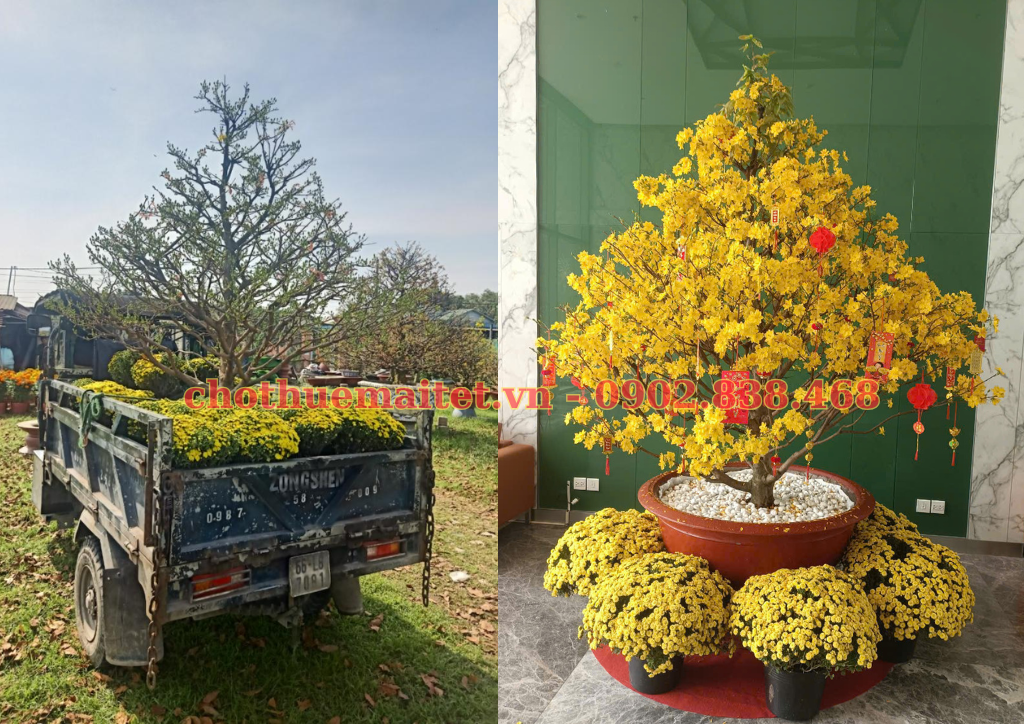 DỊCH VỤ THUÊ MAI TẾT BÍNH NGỌ 2026 – GIẢI PHÁP TRANG TRÍ TẾT CHO DOANH NGHIỆP