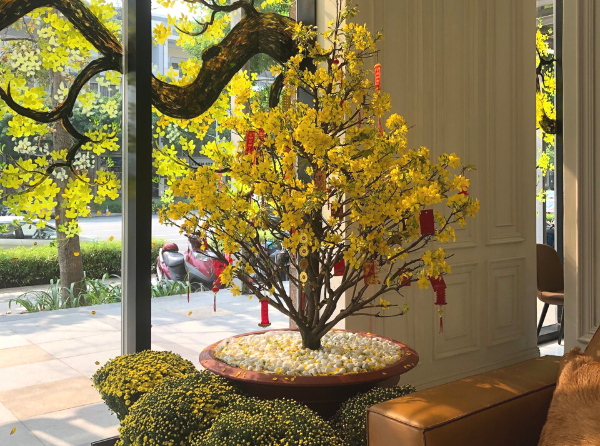 THUÊ MAI TẾT Ở ĐÂU?