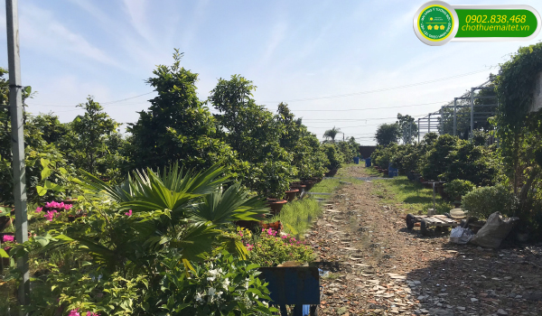 ĐƠN VỊ CHO THUÊ MAI TẾT 2020