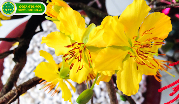 MAI VÀNG CHƯNG TẾT: NÉT ĐẸP VĂN HÓA CỦA NGƯỜI DÂN NAM BỘ