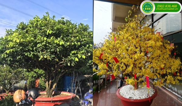 CÂY MAI NHƯ THẾ NÀO LÀ ĐẸP VÀ HỢP PHONG THỦY