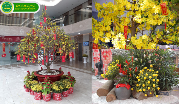 TRANG TRÍ TIỂU CẢNH MAI VÀNG CHO ĐẠI SẢNH