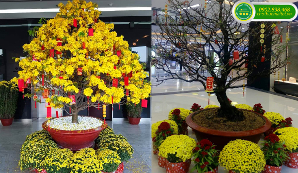 TRANG TRÍ MAI TẾT TRỌN GÓI