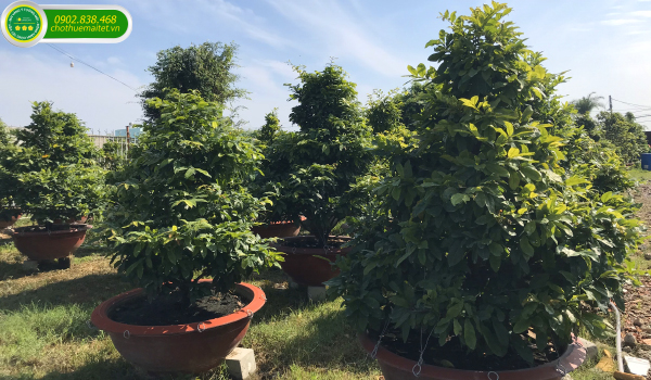 VƯỜN MAI VÀNG Ý TƯỞNG MỚI