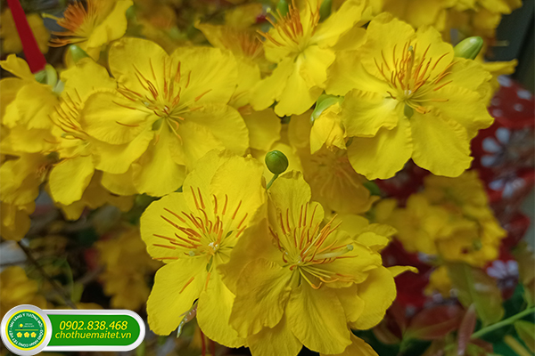 DỊCH VỤ CHO THUÊ MAI XUÂN GIÁP THÌN