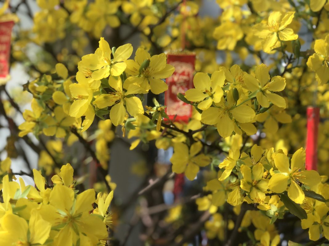 THUÊ MAI TẾT 2024 Ở TPHCM